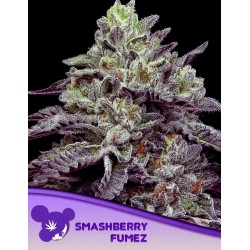 SMASHBERRY FUMEZ· Anesia Seeds · cannabis seeds · Fem