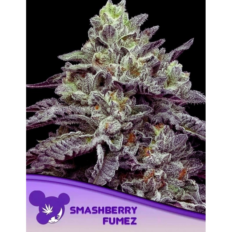 SMASHBERRY FUMEZ · Anesia Seeds · semi di canapa · Fem