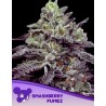 SMASHBERRY FUMEZ· Anesia Seeds · cannabis seeds · Fem