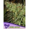 SOUR APPLE · Anesia Seeds · semi di canapa · Fem