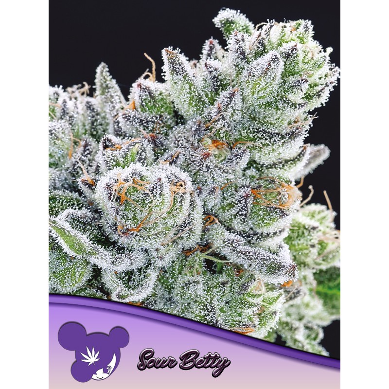 SOUR BETTY · Anesia Seeds · cannabis seeds · Fem