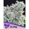 SOUR BETTY · Anesia Seeds · cannabis seeds · Fem