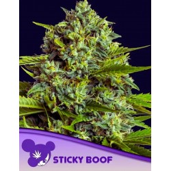 STICKY BOOF · Anesia Seeds · semillas de marihuana · Fem