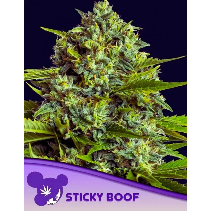 STICKY BOOF · Anesia Seeds · semillas de marihuana · Fem