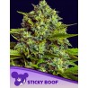 STICKY BOOF · Anesia Seeds · semi di canapa · Fem