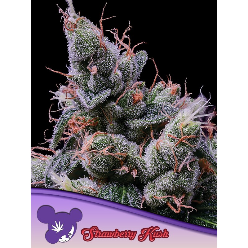 STRAWBERRY KUSH · Anesia Seeds · semi di canapa · Fem
