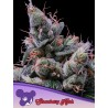 STRAWBERRY KUSH · Anesia Seeds · cannabis seeds · Fem