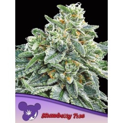 STRAWBERRY TREE · Anesia Seeds · semillas de marihuana · Fem