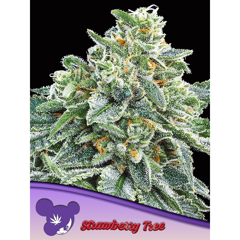 STRAWBERRY TREE · Anesia Seeds · cannabis seeds · Fem