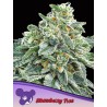 STRAWBERRY TREE · Anesia Seeds · semi di canapa · Fem