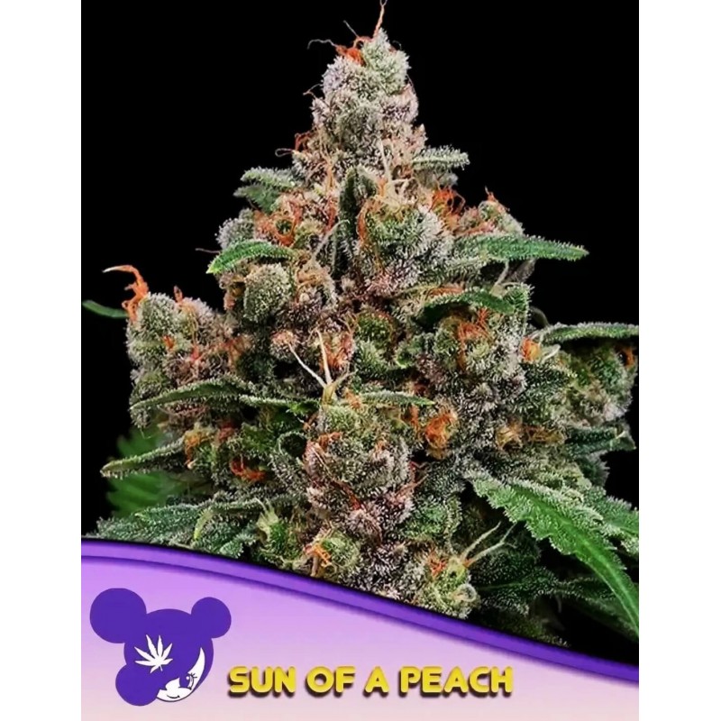 SUN OF A PEACH · Anesia Seeds · semi di canapa · Fem