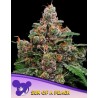 SUN OF A PEACH · Anesia Seeds · semillas de marihuana · Fem