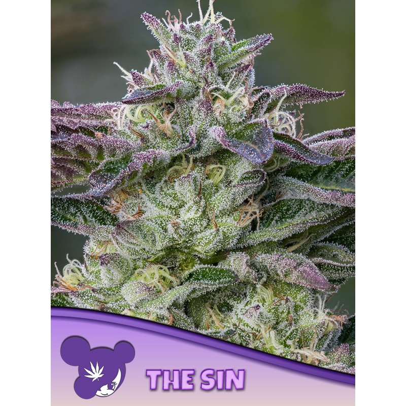 THE SIN · Anesia Seeds · semillas de marihuana · Fem