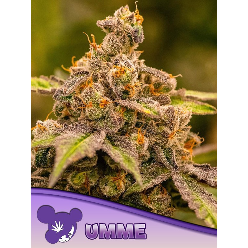 UMME · Anesia Seeds · semi di canapa · Fem