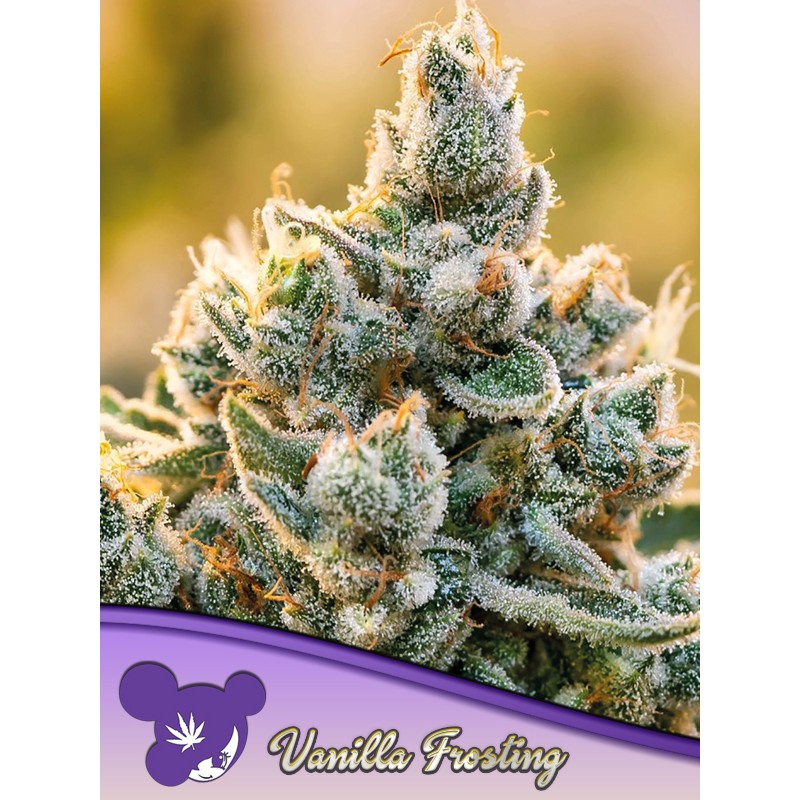 VANILLA FROSTING · Anesia Seeds · semillas de marihuana · Fem