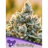 VANILLA FROSTING · Anesia Seeds · semi di canapa · Fem