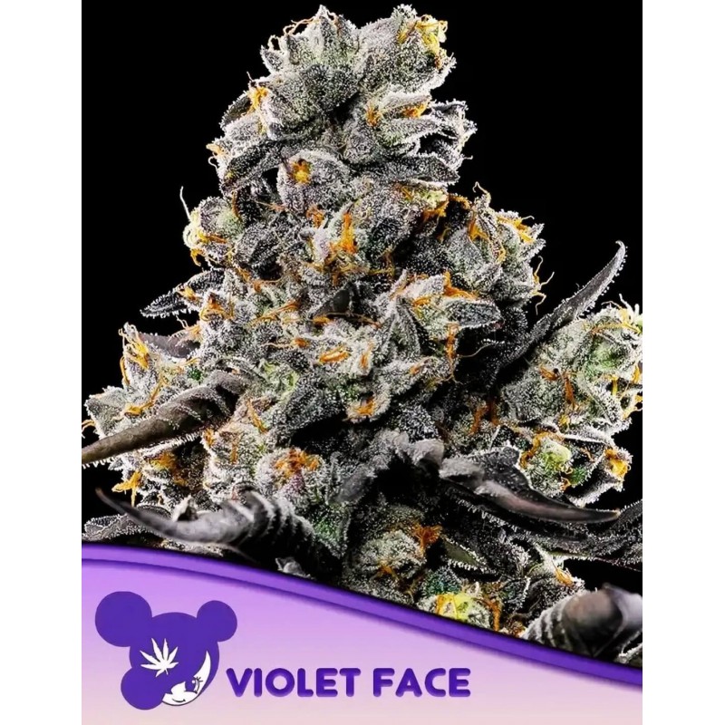 VIOLET FACE · Anesia Seeds · semi di canapa · Fem