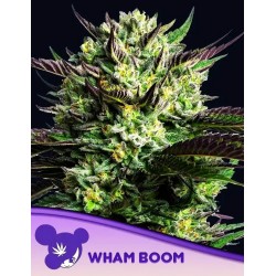 WHAM BOOM · Anesia Seeds · cannabis seeds · Fem