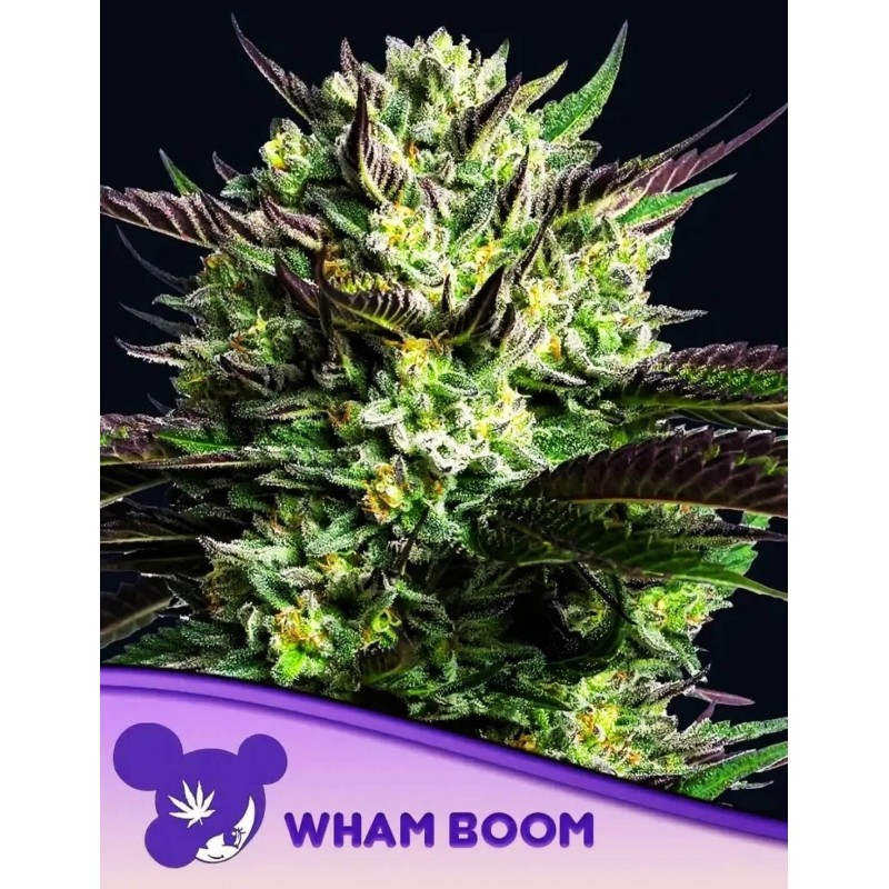WHAM BOOM  · Anesia Seeds · semi di canapa · Fem