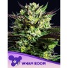 WHAM BOOM · Anesia Seeds · cannabis seeds · Fem