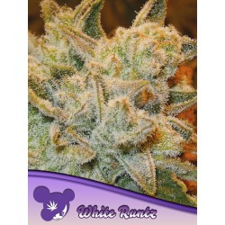 WHITE RUNTZ · Anesia Seeds · cannabis seeds · Fem