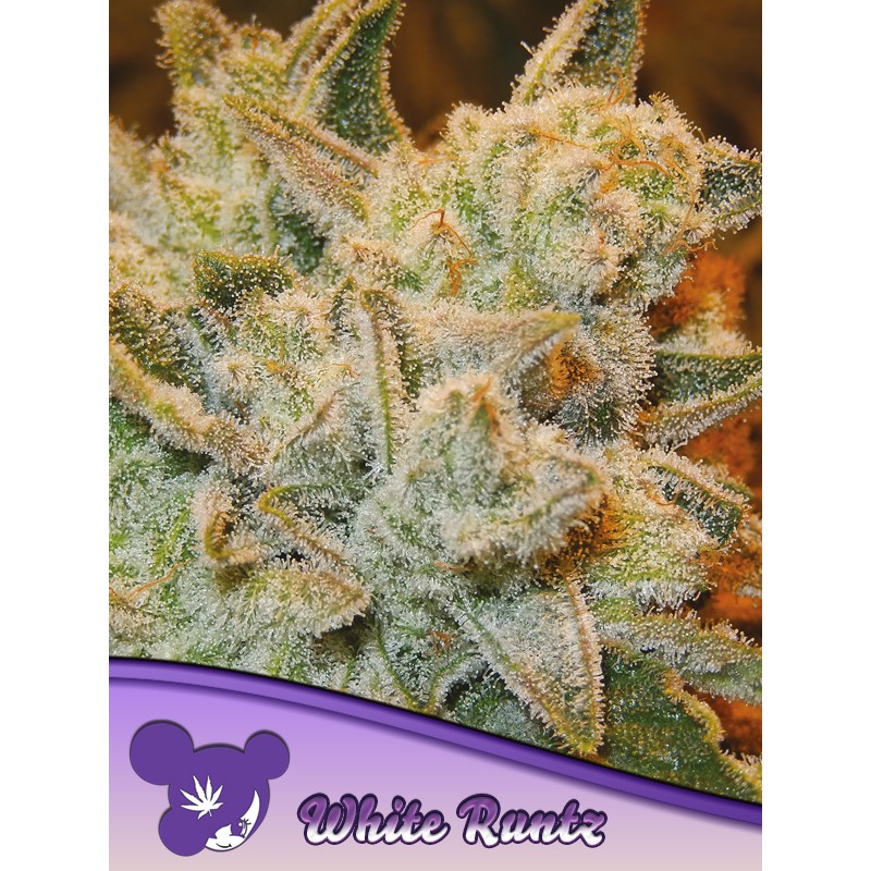 WHITE RUNTZ · Anesia Seeds · cannabis seeds · Fem