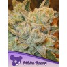 WHITE RUNTZ · Anesia Seeds · semillas de marihuana · Fem