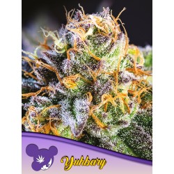 YUHBARY · Anesia Seeds · cannabis seeds · Fem
