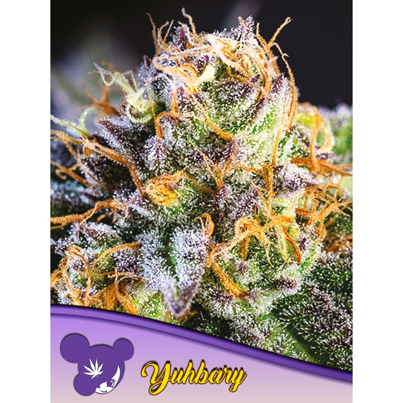YUHBARY · Anesia Seeds · cannabis seeds · Fem