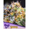 YUHBARY · Anesia Seeds · semi di canapa · Fem