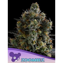 ZOOMIEZ · Anesia Seeds · semillas de marihuana · Fem
