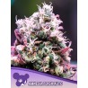 AMNESIA FLASH AUTO · Anesia Seeds · semi di canapa · Auto Fem