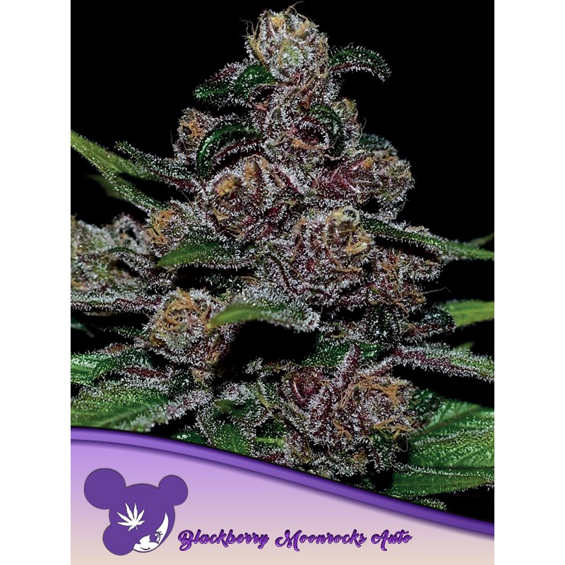 AUTO BLACKBERRY MOONROCKS · Anesia Seeds · cannabis seeds · Auto Fem