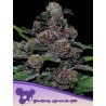 AUTO BLACKBERRY MOONROCKS · Anesia Seeds · cannabis seeds · Auto Fem