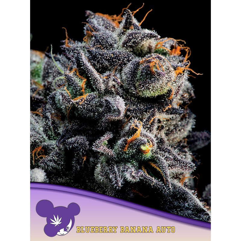 AUTO BLUEBERRY BANANA · Anesia Seeds · cannabis seeds · Auto Fem
