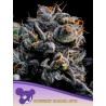 AUTO BLUEBERRY BANANA · Anesia Seeds · semillas de marihuana · Auto Fem