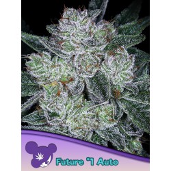 AUTO FUTURE 1 · Anesia Seeds · semi di canapa · Auto Fem