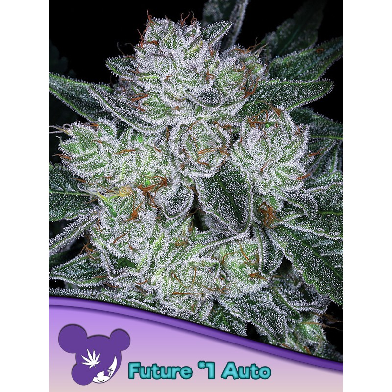 AUTO FUTURE 1 · Anesia Seeds · semi di canapa · Auto Fem