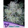 AUTO FUTURE 1 · Anesia Seeds · cannabis seeds · Auto Fem