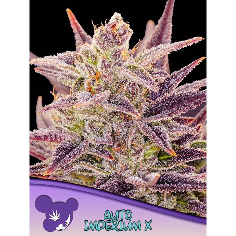 AUTO IMPERIUM X · Anesia Seeds · cannabis seeds · Auto Fem
