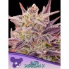 AUTO IMPERIUM X · Anesia Seeds · cannabis seeds · Auto Fem