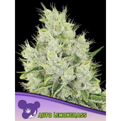 AUTO LEMONGRASS · Anesia Seeds · semillas de marihuana · Auto Fem