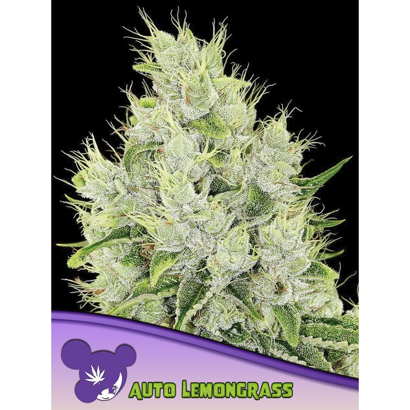 AUTO LEMONGRASS · Anesia Seeds · cannabis seeds · Auto Fem