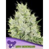 AUTO LEMONGRASS · Anesia Seeds · semi di canapa · Auto Fem
