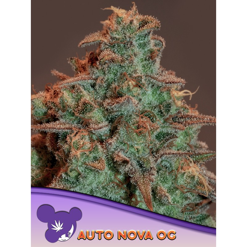 AUTO NOVA OG · Anesia Seeds · cannabis seeds · Auto Fem