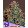 AUTO NOVA OG · Anesia Seeds · semillas de marihuana · Auto Fem