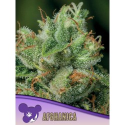 AFGHANICA · Anesia Seeds  · semi di canapa · Fem