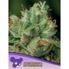 AFGHANICA · Anesia Seeds · semillas de marihuana · Fem