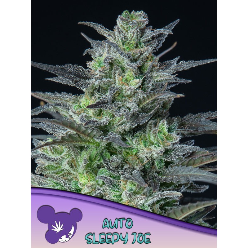 AUTO SLEEPY JOE · Anesia Seeds · cannabis seeds · Auto Fem