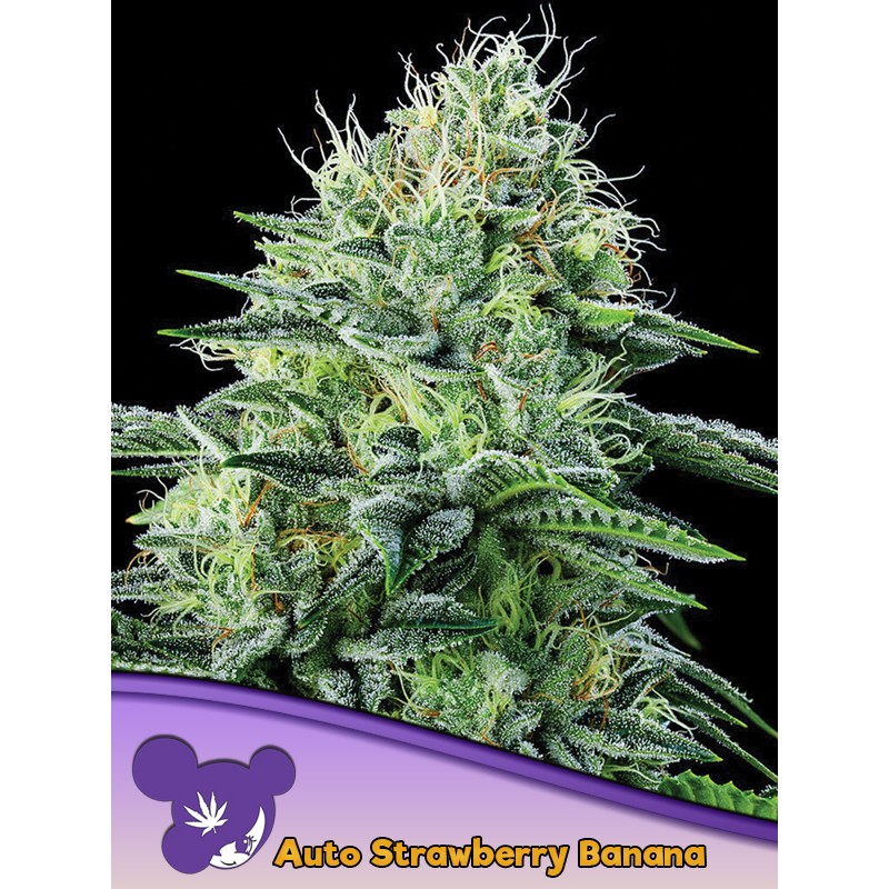 AUTO STRAWBERRY BANANA · Anesia Seeds · semi di canapa · Auto Fem